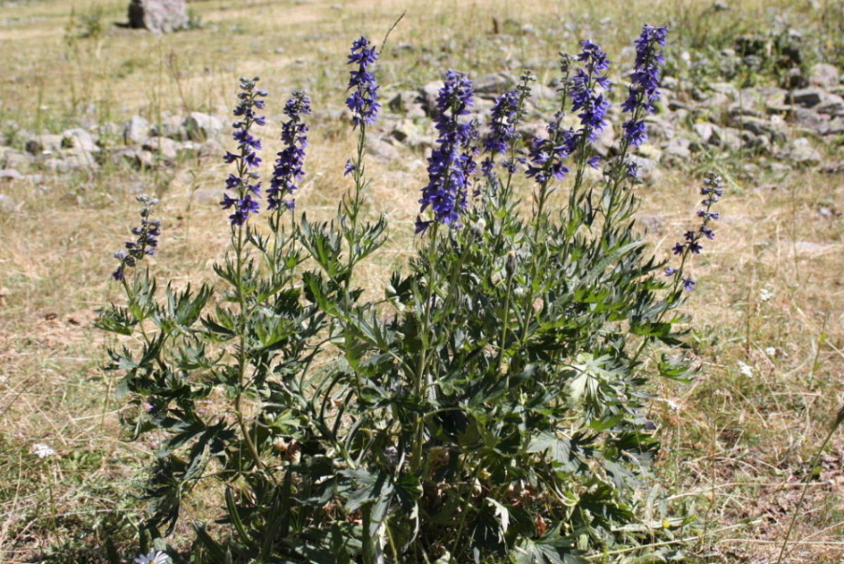 Delphinium dubium ??